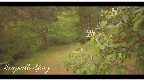 Honeysuckle Spring