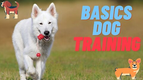 Dog Training 101 How to Train ANY DOG the Basics ! Dogs Training !