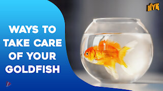 Top 4 Ways To Take Care Of Your Pet Goldfish