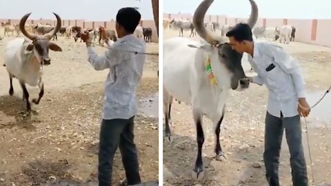 Cow protect its human friend | Cow rescue its human friend