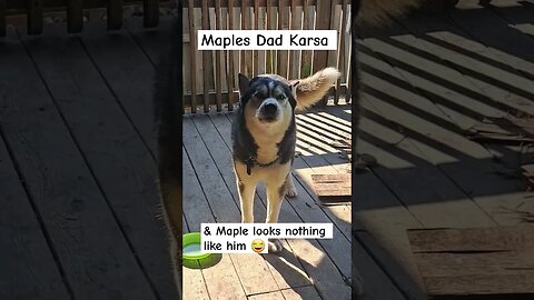 Maples Dad Says HI #doggo #dogs #shorts #cute #ytshorts #husky