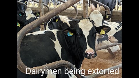 Loos Tales Special Report Dec 7, 2020 Dairymen across the country are being extorted