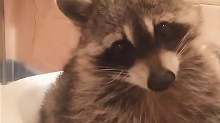 Grumpy raccoon is in a very bad mood
