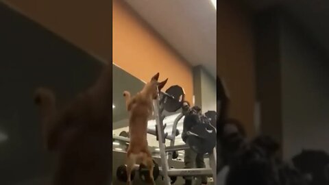 German Shepard Does Squats at the Gym