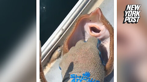 Stingray tickle video sparks outrage among animal rights activists