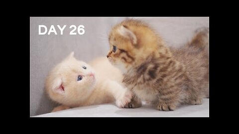 “Super Cruel” Baby Kitten Fight - Day 26 @ Baby Kittens Day 1 to Day 100 Lucky Paws Vlogs