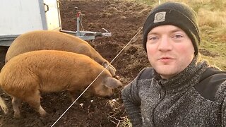 The perfect compost - Meet the pigs