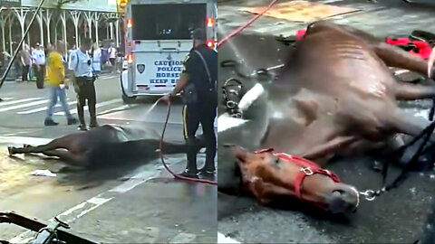 Viral : Horrifying Video Shows Carriage Horse Collapsed On Hot New York Street 🐎