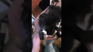 Playful Purring Little Kitten Friend | Cute Cat