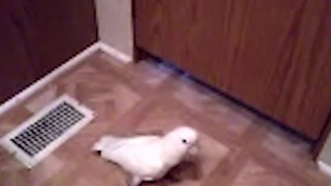 Lady Asks Parrot Bird To Knock On Door If He Wants To Come Inside