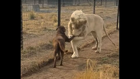 # Ohh😲 my god ! Lion and dog friendly behavior!