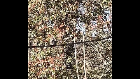 Squirrel running down power line