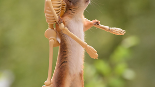 wild squirrel dances with a skeleton
