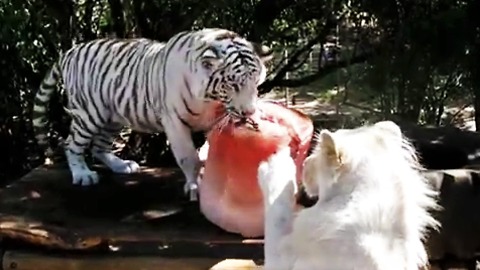 White tiger and lion get a meaty popsicle on a hot Summer day