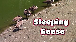 The Geese Are Sleeping! 🐦