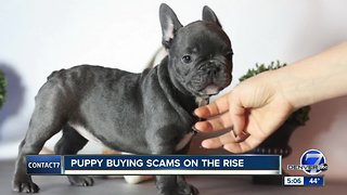 Puppy buying scams on the rise