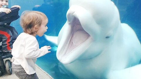 Funny Kids at the Aquarium | Girl SPOOKED By A Beluga Whale!