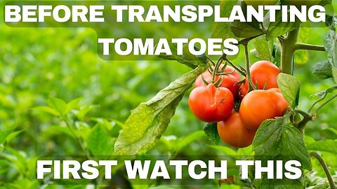 Transplanting Tomatoes Made Easy: Tips and Tricks for Success In Your Garden