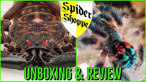 Spider Shoppe Tarantula Unboxing & Review!
