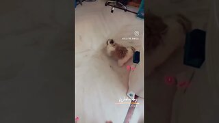 #dog #shorts #fun #doglover #cute #shihtzu #reels #funny #ytshorts #youtubeshorts #trending #youtube