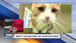 "Empty the Shelters" Pet adoption event in metro Detroit
