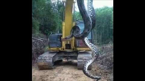 The world's largest snake anacond.