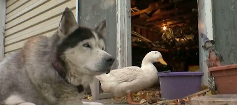 An Unlikely Friendship Between A Dog And A Duck Surprised A Small Town In Minnesota