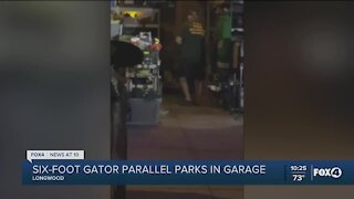 Fort Myers couple surprised by gator