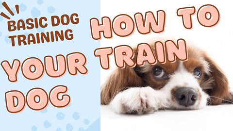 🐕 Basic Dog Training – TOP 10 Essential Commands Every Dog Should Know!