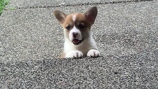 Adorable Puppy Tries To Climb The Stairs For The First Time