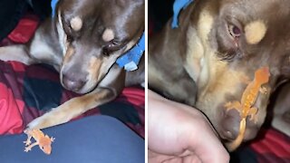 Gecko jumps right on top of dog's nose