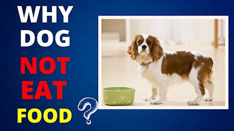 Dog not eating food