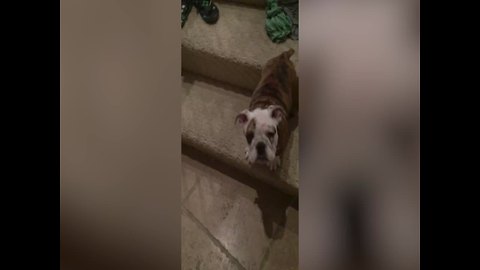 Brave Puppy Goes Down Stairs For The First Time