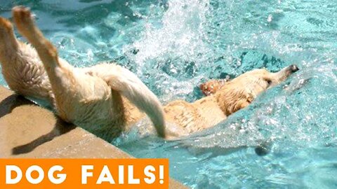Funny! Top 10 Dog Fails Compilation