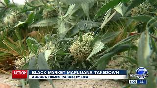 Dozens of illegal pot grows busted in the Denver metro area in massive operation