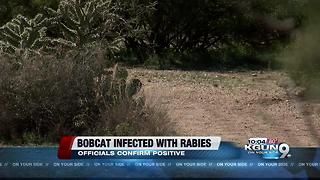 Bobcat tests positive for rabies