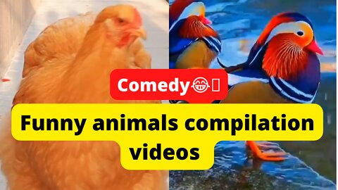 funny animals compilation video 4K MEDIUM FR30