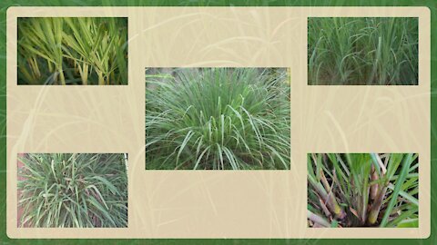 3. Capim santo can regulate blood pressure and improve digestion (Cymbopogon citratus)