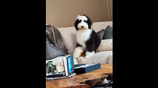 Sheepadoodle puppy doesn't need attention