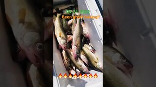 6 man walleye limit! Big fish tuff tru trip 40s 55-75 back Michigan Scorpion stinger spoons did it!