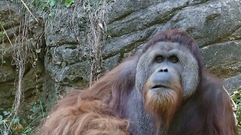 Sumatran Orangutan - Cincinnati Zoo - October '22