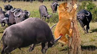 Buffalos Bravely Attacks Herd Lion To Rescue His Teammates - Lion Vs Buffalo, Zebra