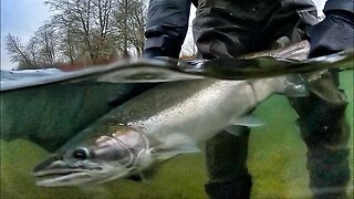 STEELHEAD Fishing Update Ft. TJ Hester & Dave Schamp