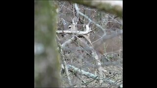 Deer in the forest