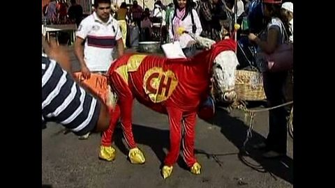 Mexican Donkey Parade