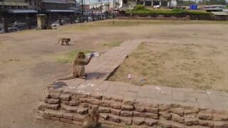 Monkey robs a tourist's water in broad daylight