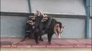 Opossum dimostra il potere dell'amore materno