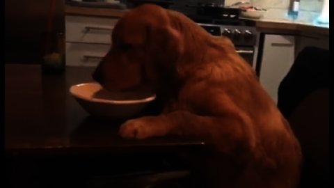Puppy sits like a human at the table and enjoys snack before bed
