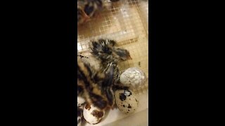 Courtnix Quail hatching day 19