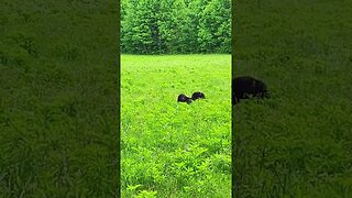 Mama Black Bear and Her Cub in Cades Cove - Great Smoky Mountain National Park #shorts